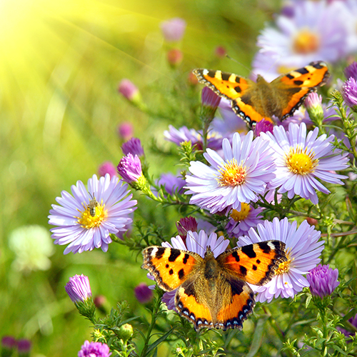 spring_flowers_and_butterflies_cool_wallpapers